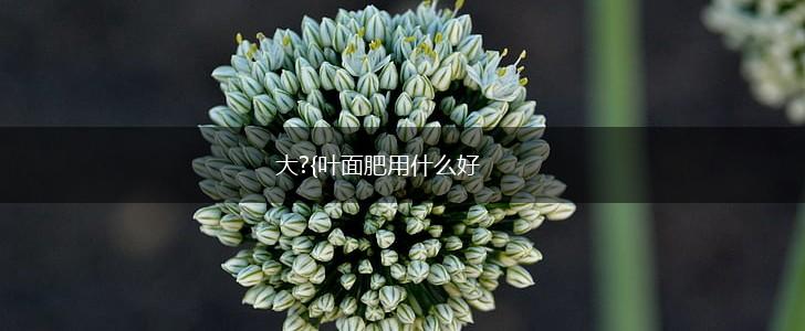 大?{叶面肥用什么好,第1张