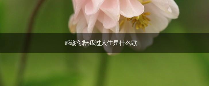 感谢你陪我过人生是什么歌,第1张