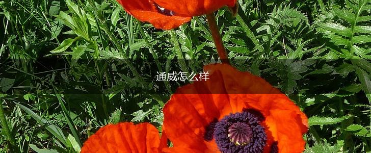 通威怎么样,第1张