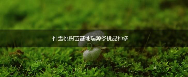 件雪桃树苗基地瑞源冬桃品种多,第1张