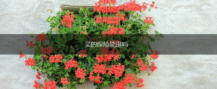 买的保险能退吗,第1张
