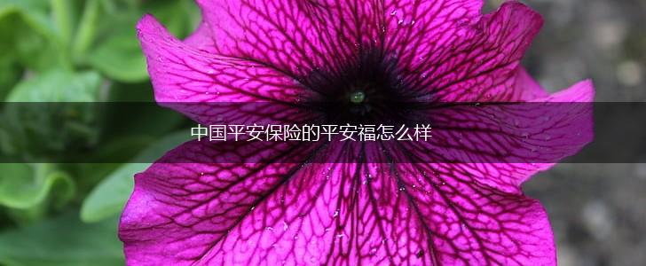 中国平安保险的平安福怎么样,第1张