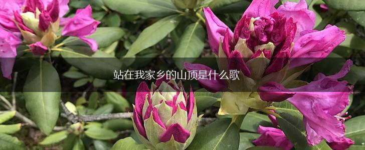 站在我家乡的山顶是什么歌,第1张