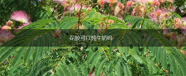 花胶可以炖牛奶吗,第1张