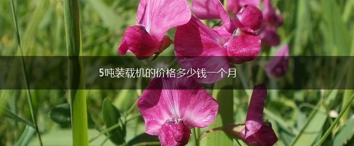 5吨装载机的价格多少钱一个月,第1张