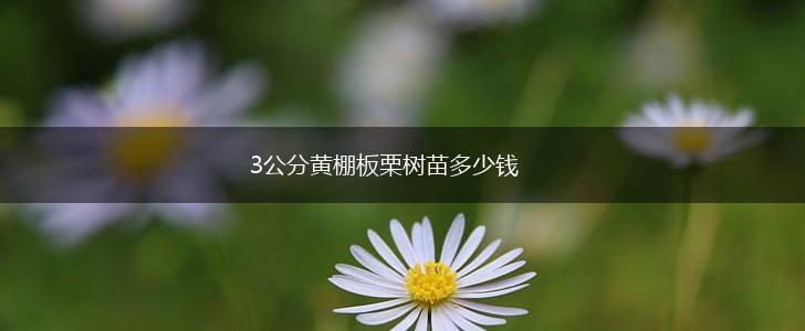 3公分黄棚板栗树苗多少钱,第1张