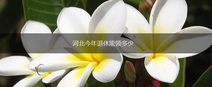 河北今年退休能领多少,第1张