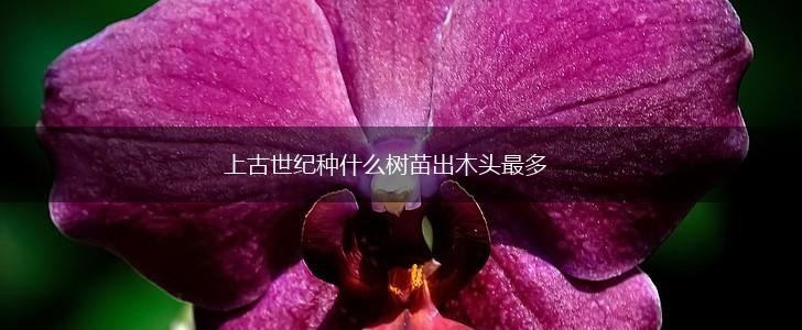 上古世纪种什么树苗出木头最多,第1张