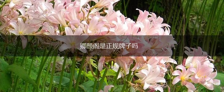卿颜阁是正规牌子吗,第1张