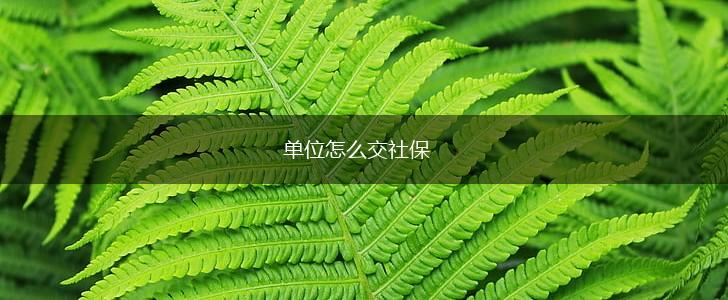 单位怎么交社保,第1张