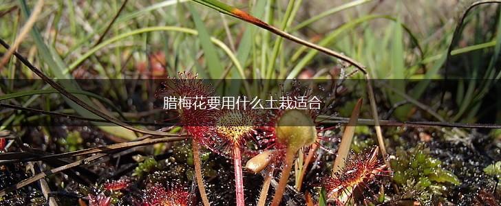 腊梅花要用什么土栽适合,第1张