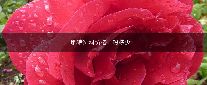 肥猪饲料价格一般多少,第1张