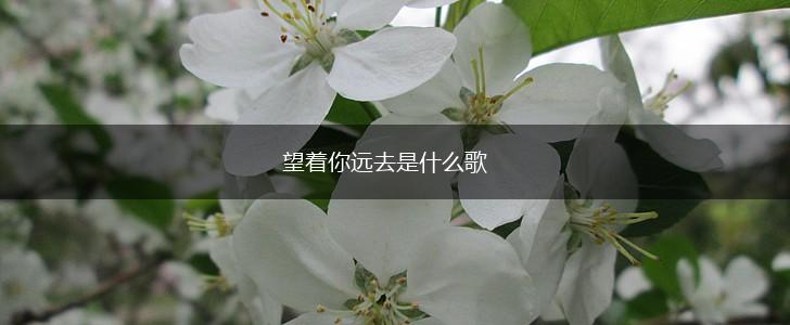 望着你远去是什么歌,第1张