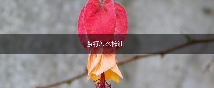 茶籽怎么榨油,第1张