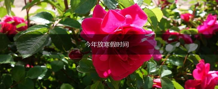 今年放寒假时间,第1张