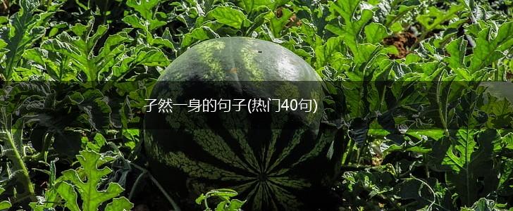 孑然一身的句子(热门40句),第1张