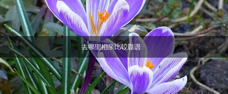 去哪里相亲比较靠谱,第1张