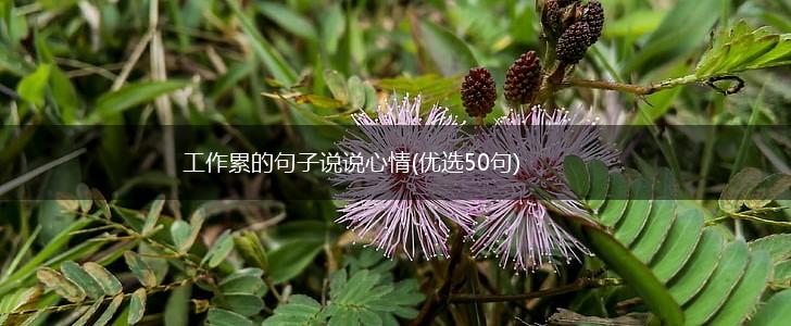 工作累的句子说说心情(优选50句),第1张