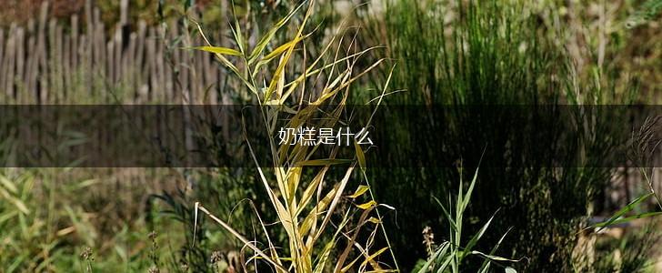 奶糕是什么,第1张