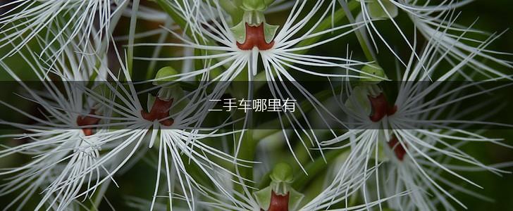 二手车哪里有,第1张