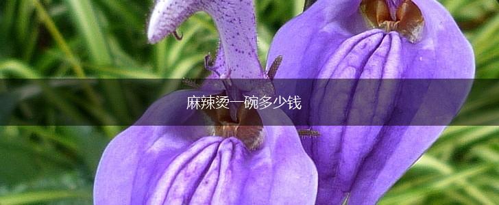 麻辣烫一碗多少钱,第1张