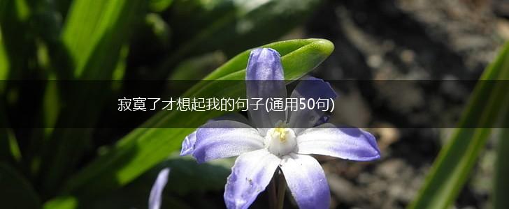 寂寞了才想起我的句子(通用50句),第1张