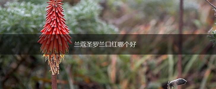 兰蔻圣罗兰口红哪个好,第1张