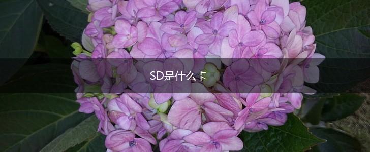 SD是什么卡,第1张