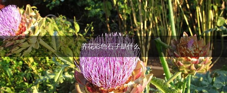 养花彩色石子是什么,第1张