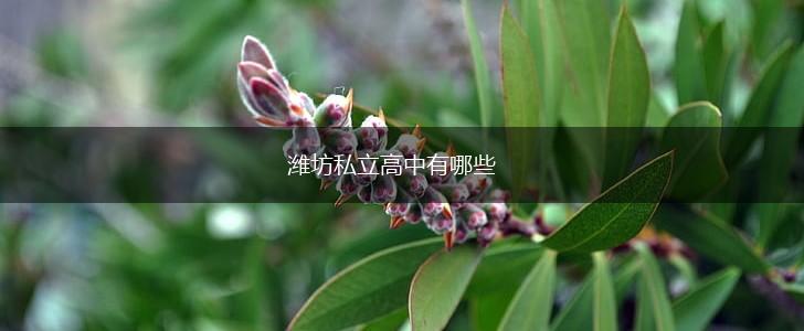 潍坊私立高中有哪些,第1张