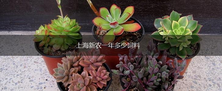 上海新农一年多少饲料,第1张
