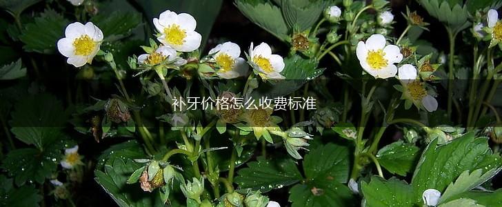 补牙价格怎么收费标准,第1张