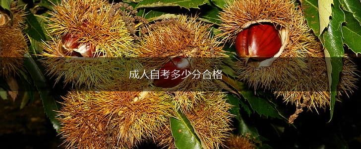 成人自考多少分合格,第1张