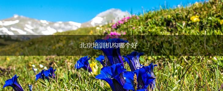 北京培训机构哪个好,第1张