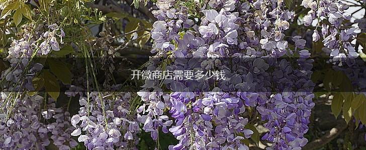 开微商店需要多少钱,第1张