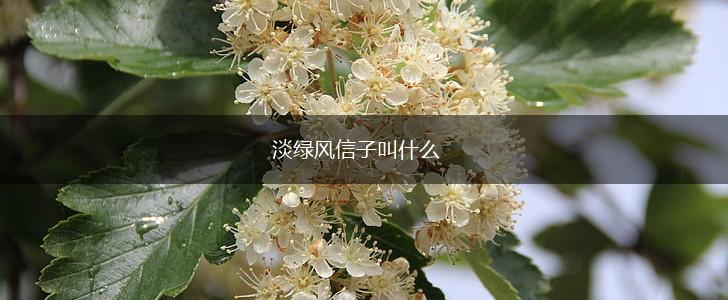 淡绿风信子叫什么,第1张
