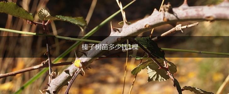 榛子树苗多少钱1棵,第1张