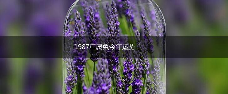 1987年属兔今年运势,第1张