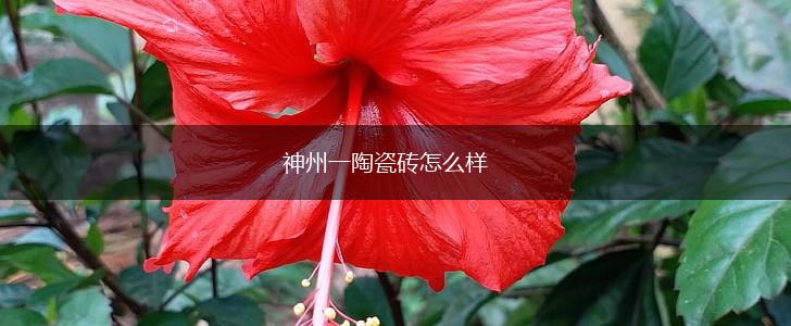 神州一陶瓷砖怎么样,第1张