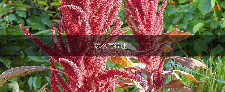 怎么写综述,第1张