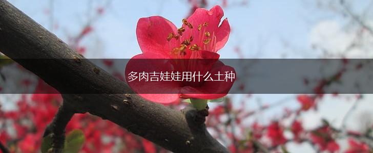 多肉吉娃娃用什么土种,第1张