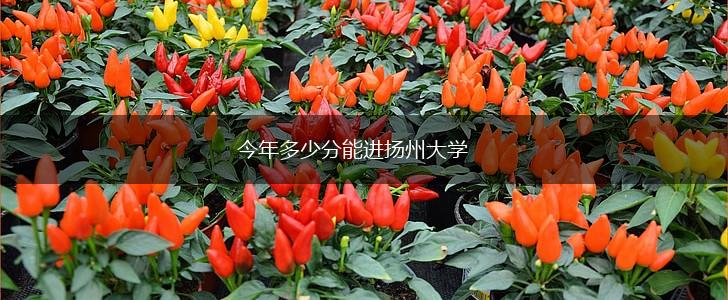 今年多少分能进扬州大学,第1张