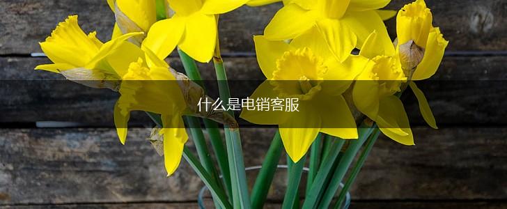 什么是电销客服,第1张
