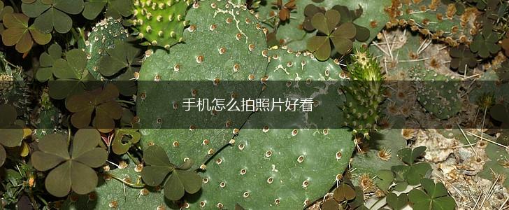 手机怎么拍照片好看,第1张