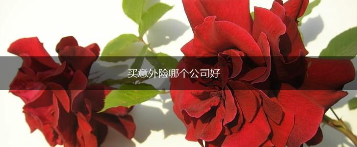 买意外险哪个公司好,第1张