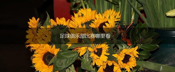 足球俱乐部比赛哪里看,第1张