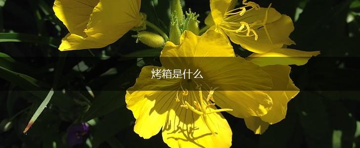烤箱是什么,第1张