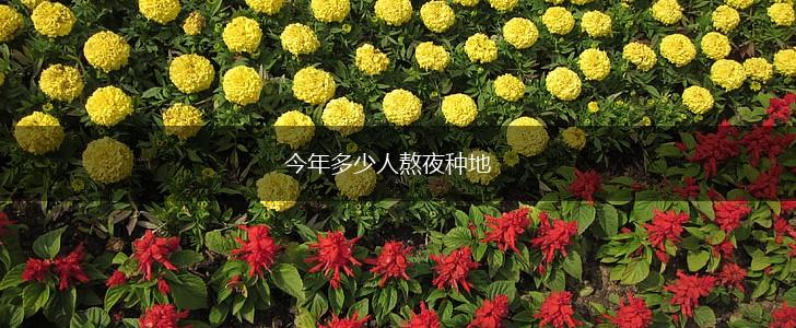 今年多少人熬夜种地,第1张