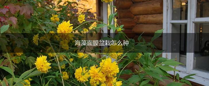 海藻面膜盆栽怎么种,第1张