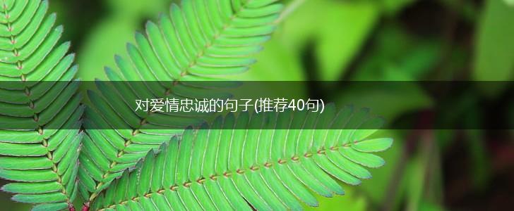 对爱情忠诚的句子(推荐40句),第1张